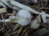 Pluteus longistriatus image