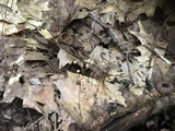 Gymnopus quercophilus image