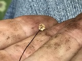 Gymnopus quercophilus image