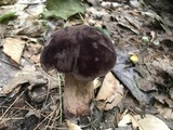 Tylopilus rubrobrunneus image