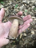 Tylopilus rubrobrunneus image