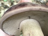 Tylopilus rubrobrunneus image