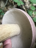 Tylopilus rubrobrunneus image
