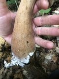 Tylopilus rubrobrunneus image