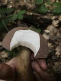 Tylopilus rubrobrunneus image