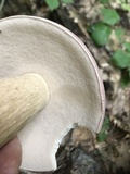 Tylopilus rubrobrunneus image