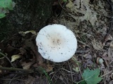 Amanita murrilliana image