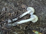 Amanita murrilliana image