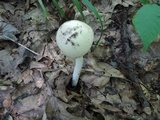 Amanita murrilliana image