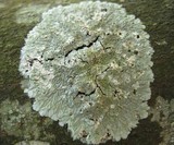 Diploicia canescens image