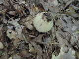 Amanita murrilliana image