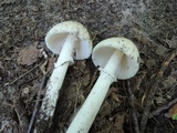 Amanita murrilliana image