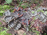 Peltigera horizontalis image