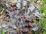 Peltigera horizontalis image