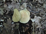 Gyroporus cyanescens var. violaceotinctus image