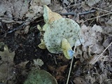 Gyroporus cyanescens image