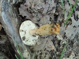 Gyroporus castaneus image