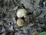 Scleroderma verrucosum image