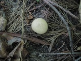 Scleroderma verrucosum image