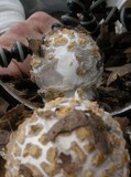 Amanita protecta image
