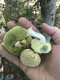 Boletus pallidus image