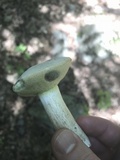 Boletus pallidus image