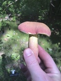 Lanmaoa pseudosensibilis image