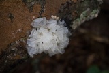Tremella fuciformis image