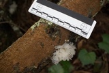 Tremella fuciformis image