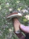 Tylopilus badiceps image