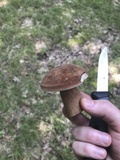 Tylopilus badiceps image