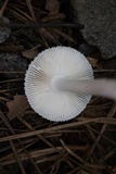 Amanita farinosa image