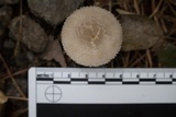 Amanita farinosa image