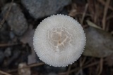 Amanita farinosa image