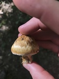 Squamanita umbonata image