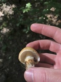 Squamanita umbonata image