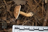 Austroboletus gracilis image