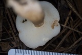 Austroboletus gracilis image