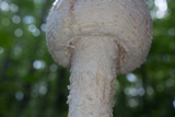 Amanita daucipes image