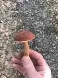 Xanthoconium purpureum image