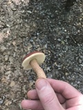 Xanthoconium purpureum image