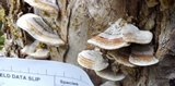 Trametes ochracea image
