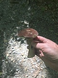 Tylopilus rubrobrunneus image