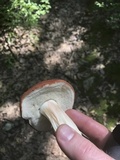 Xanthoconium purpureum image