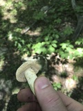 Retiboletus griseus image