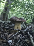 Tylopilus rubrobrunneus image