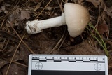 Amanita spreta image