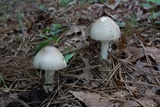 Amanita spreta image