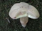Boletus variipes image