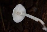 Lepiota atrodisca image